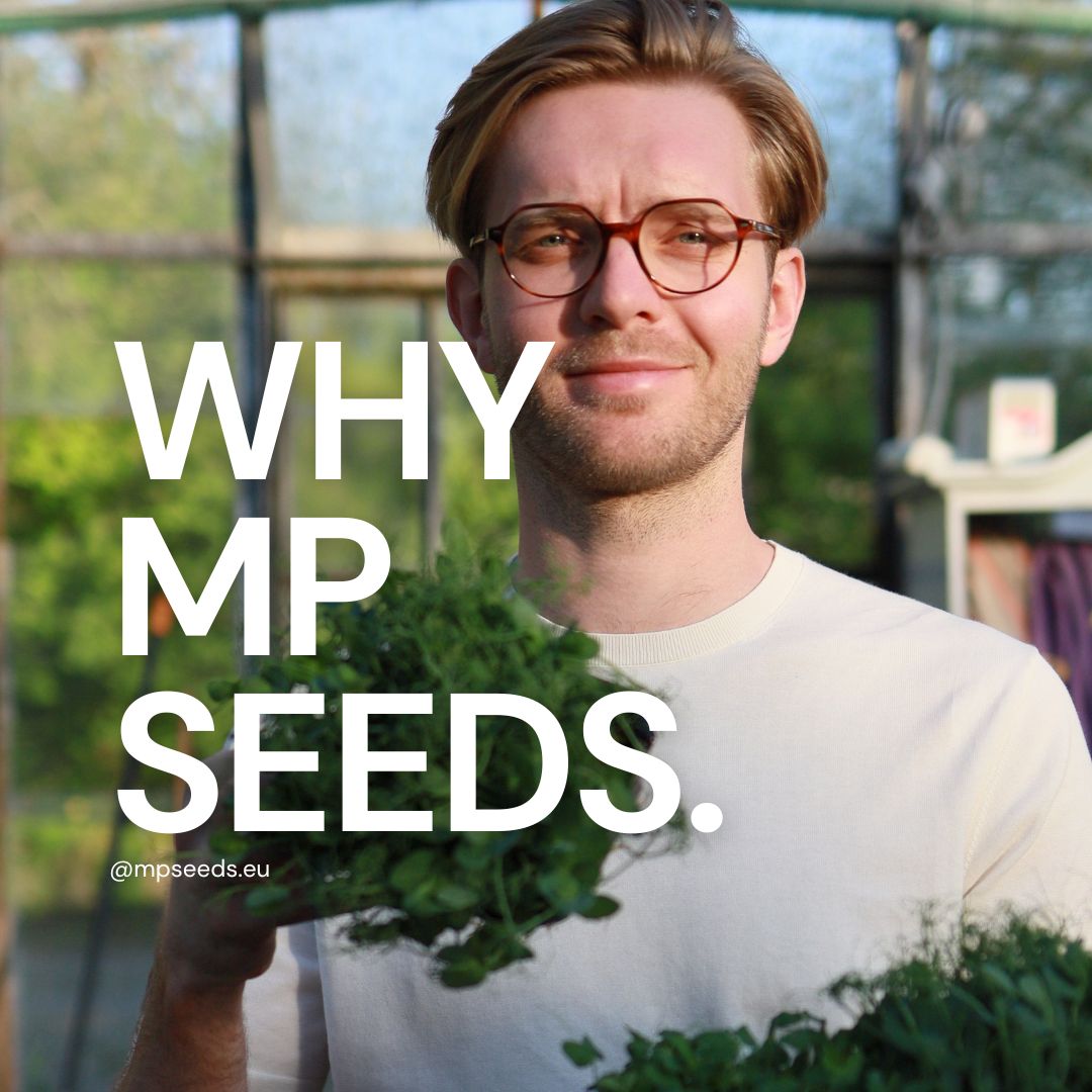 Wie wählt man den besten Saatgutlieferanten? 10 Gründe, MP SEEDS zu wählen