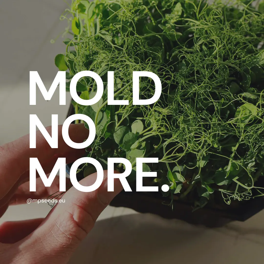 no more mold on microgreens mpse.webp