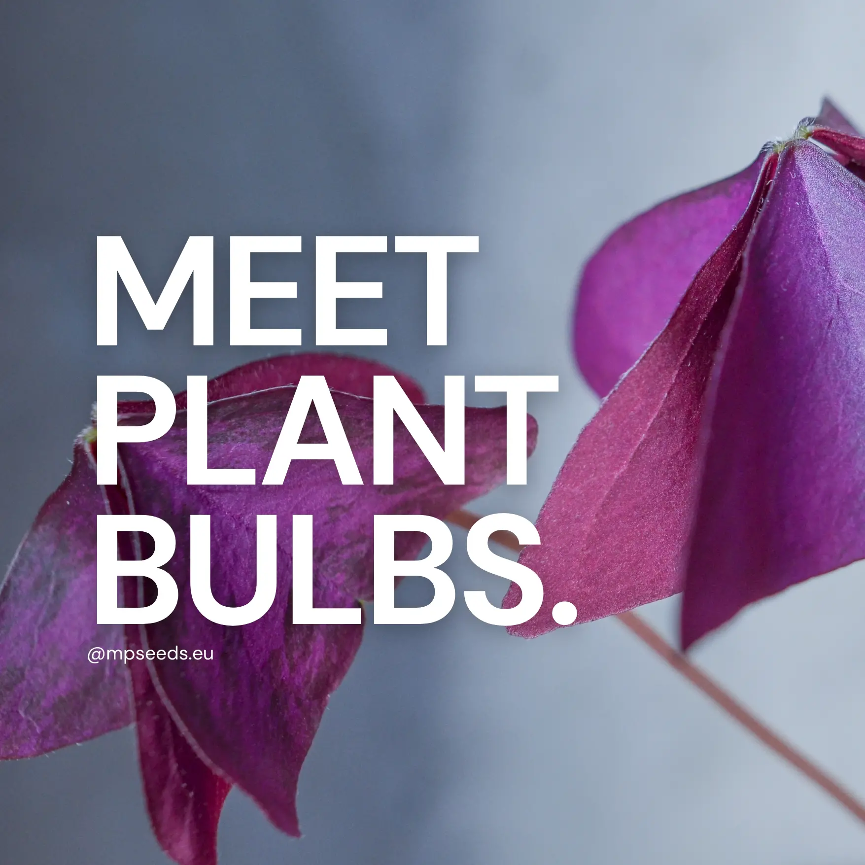 plant-bulbs-cover
