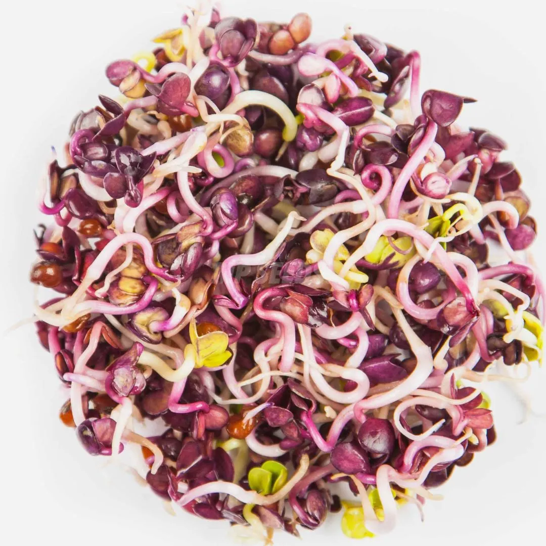 Radieschen-Rambosprossen