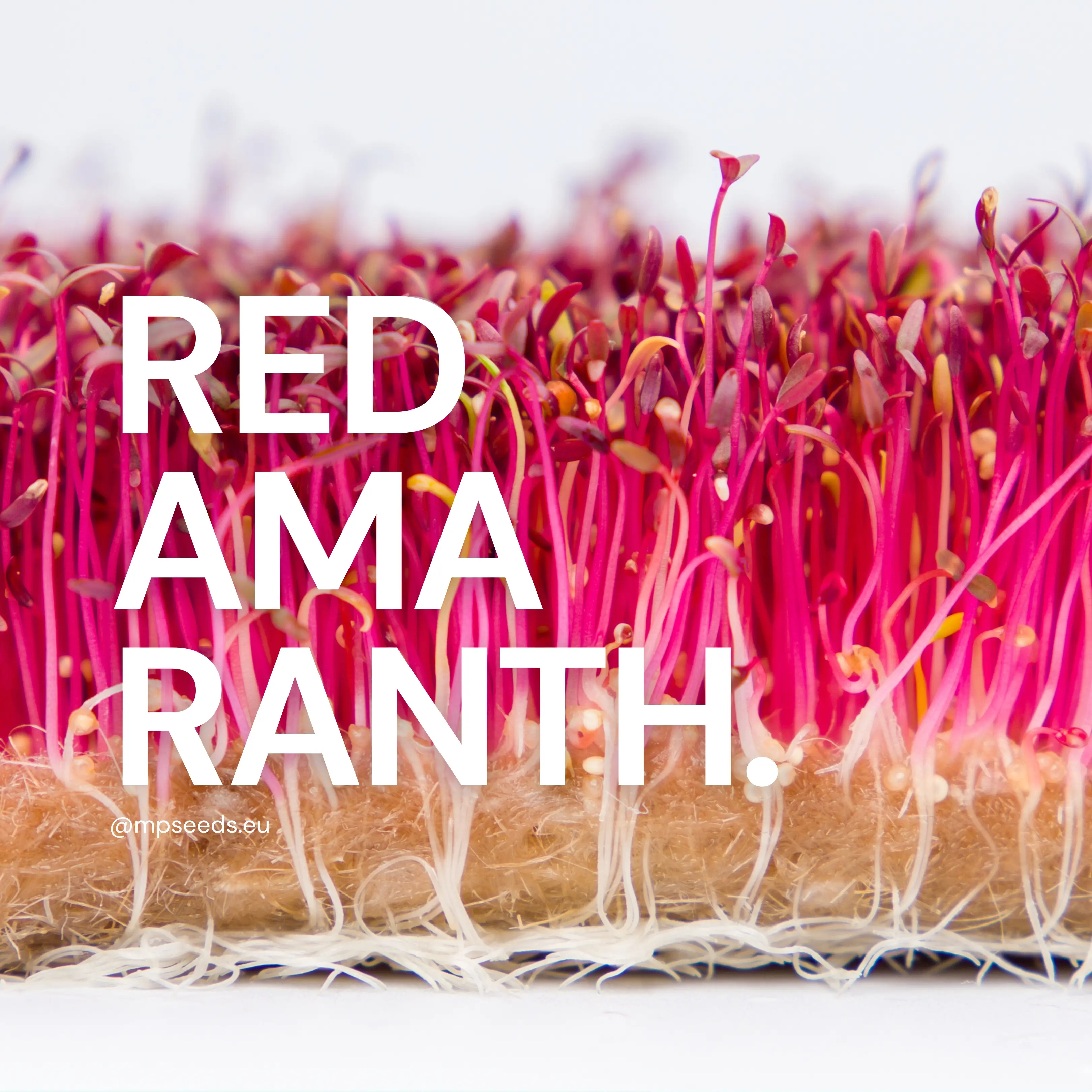 roter-amaranth