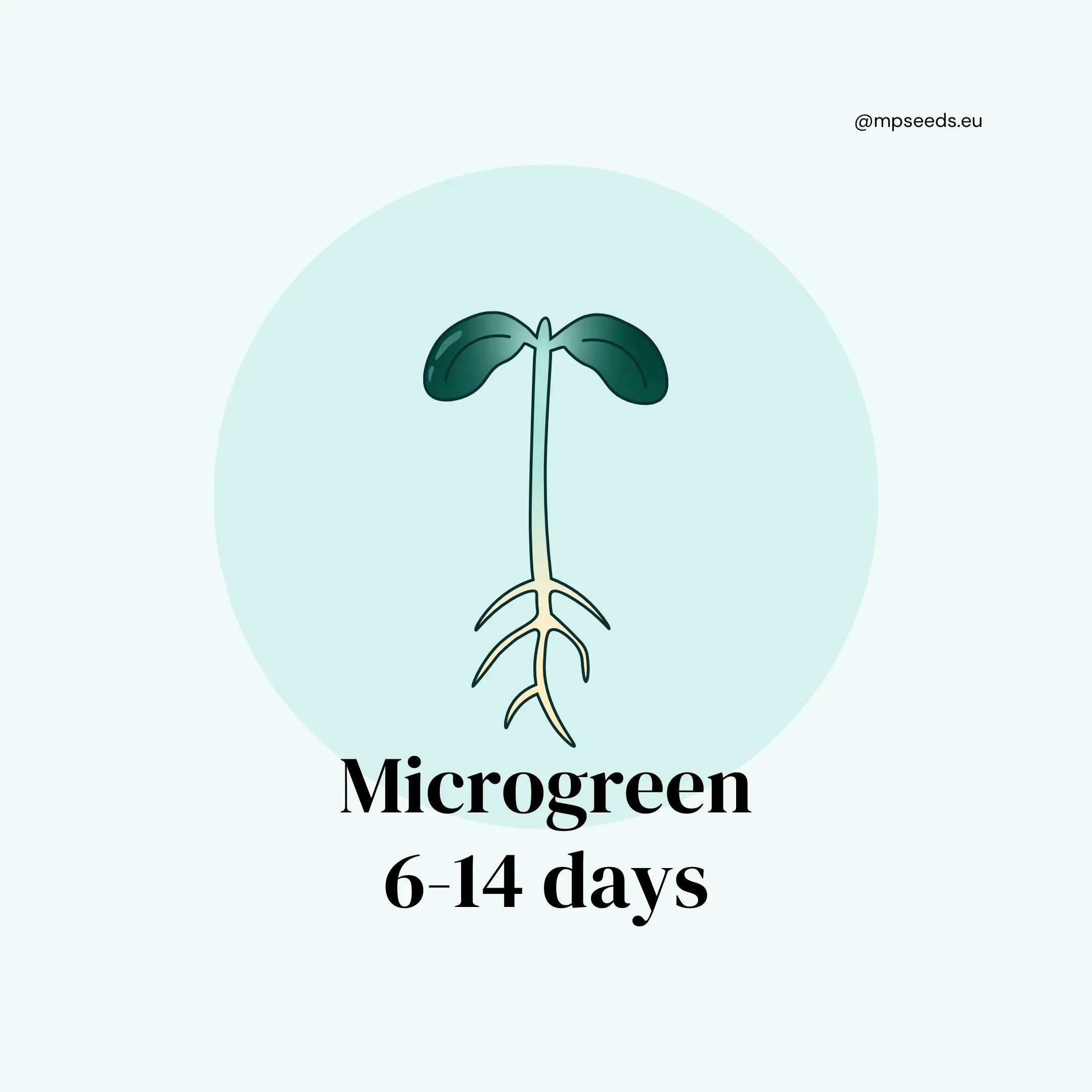 Phase 3: Microgreens (Tag 6–14)