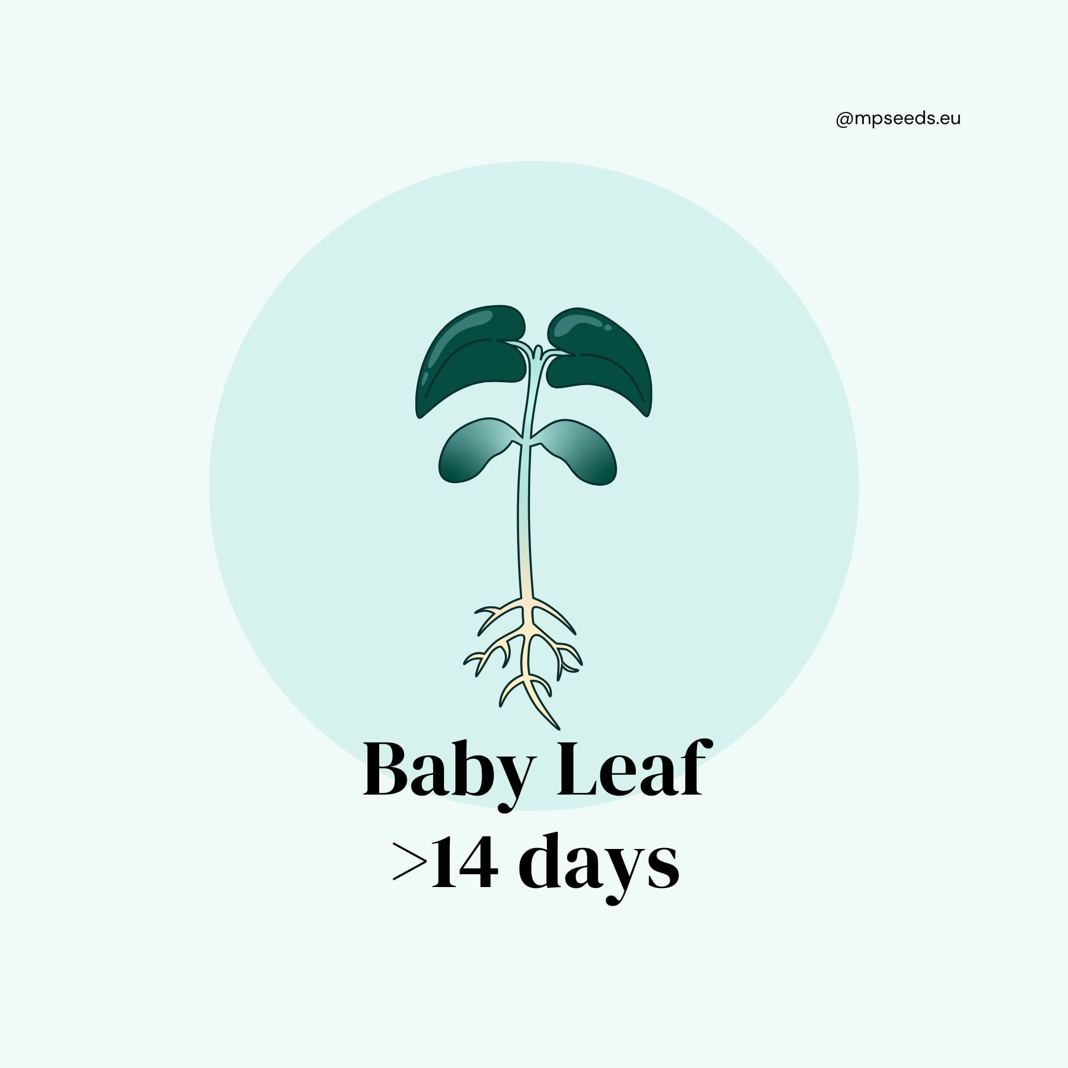Phase 4: Baby Leaves (ab Tag 14)