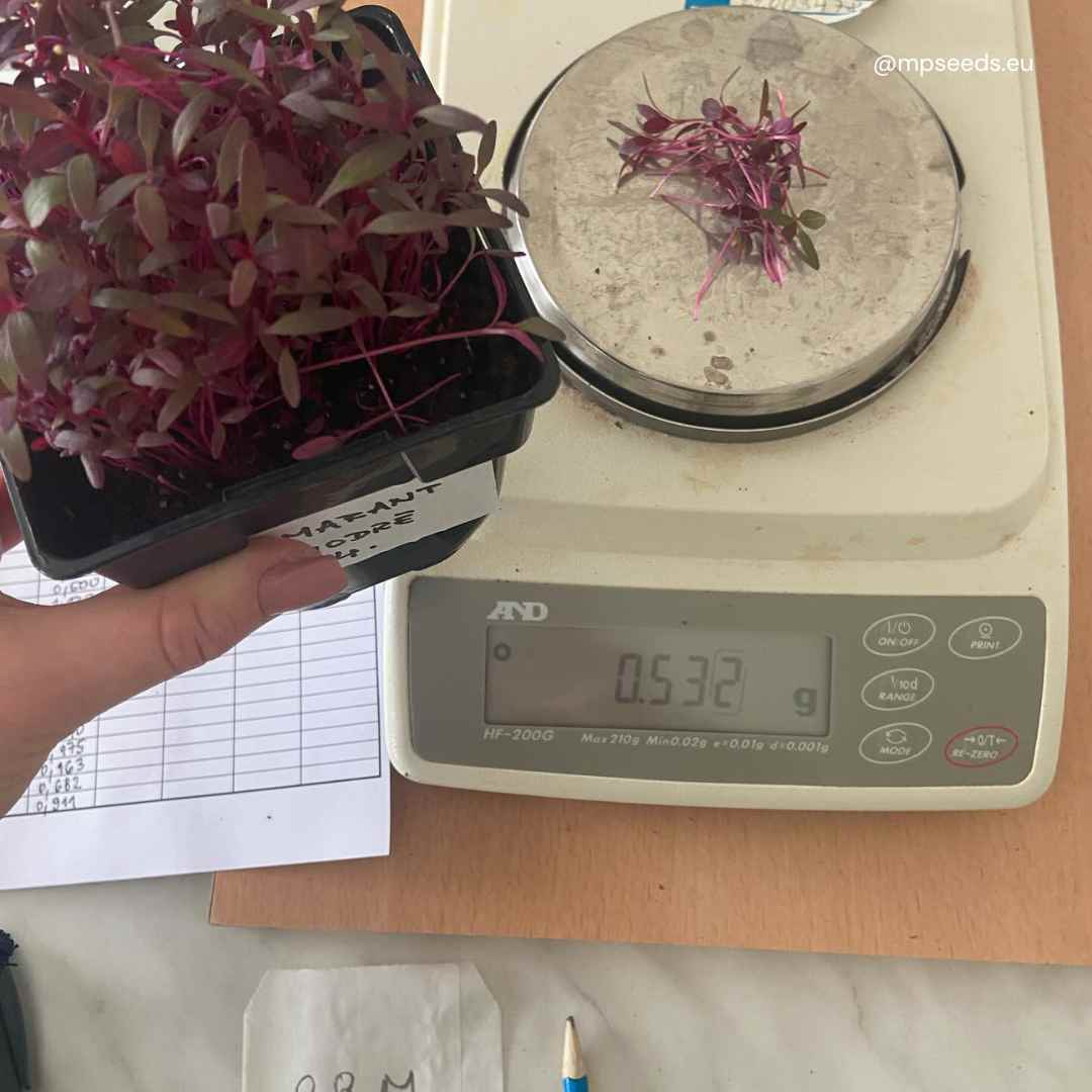 weight_check_of_microgreens.jpg