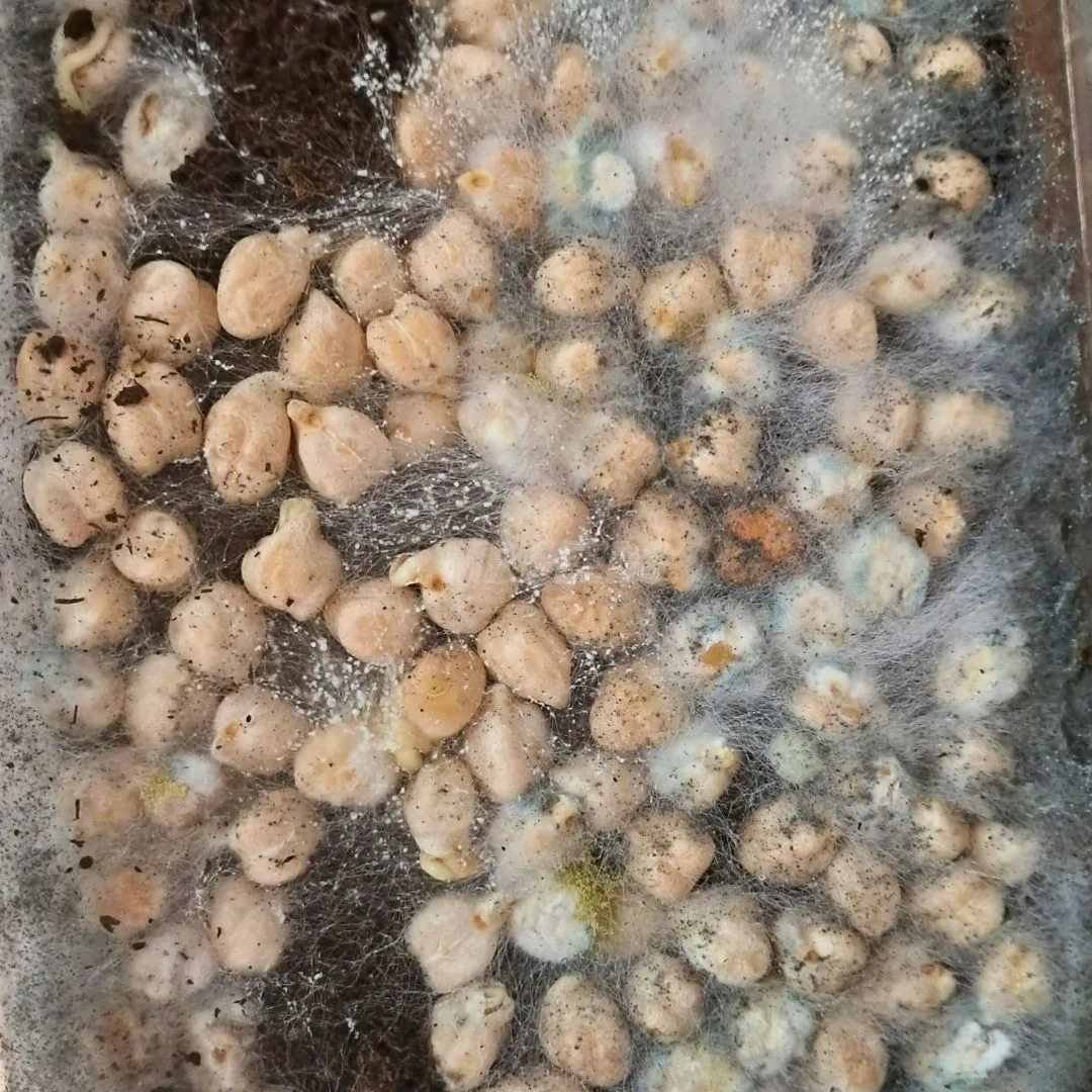 Blog Pilze In Microgreens Beispiele F r N tzliche Und Sch dliche blog-pilze-in-microgreens-beispiele-f-r-n-tzliche-und-sch-dliche