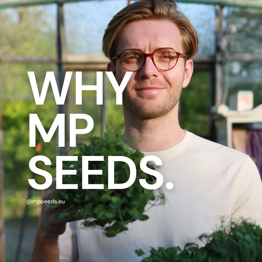 Wie wählt man den besten Saatgutlieferanten? 10 Gründe, warum MP SEEDS?