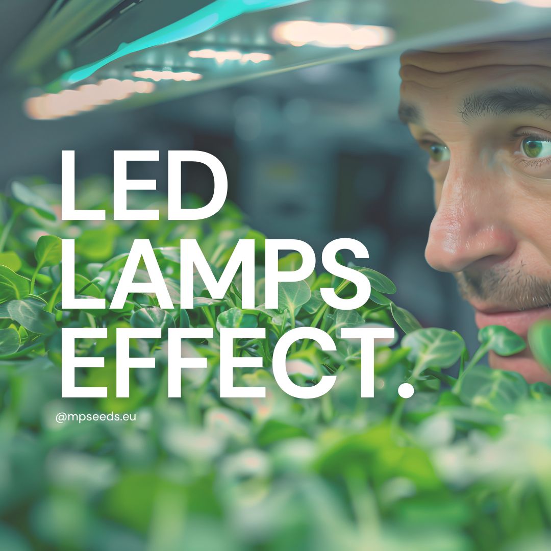 Einfluss verschiedener LED-Lichtarten auf den Microgreens-Anbau: Wachstum, Gewicht und Mikronährstoffgehalt