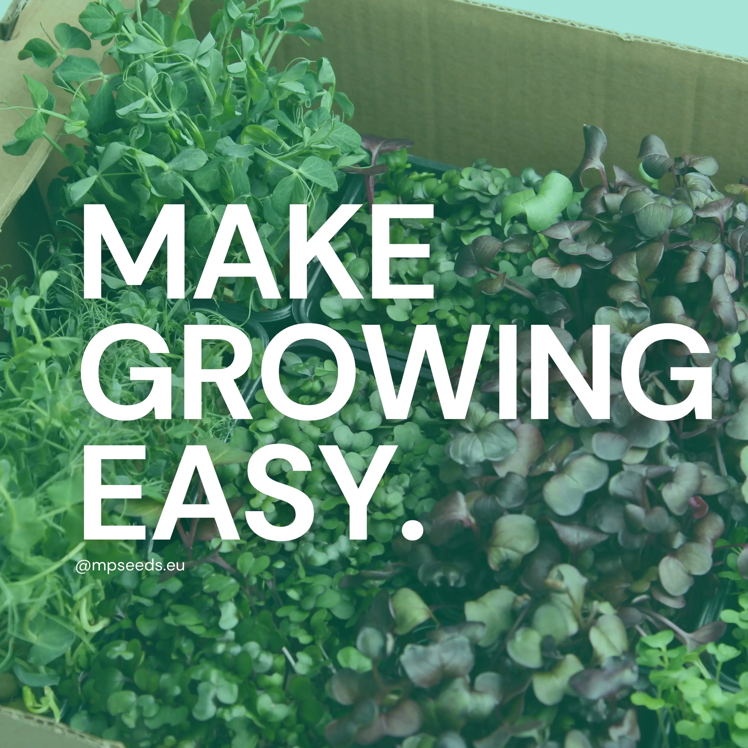 Ist der Anbau von Microgreens schwierig?
