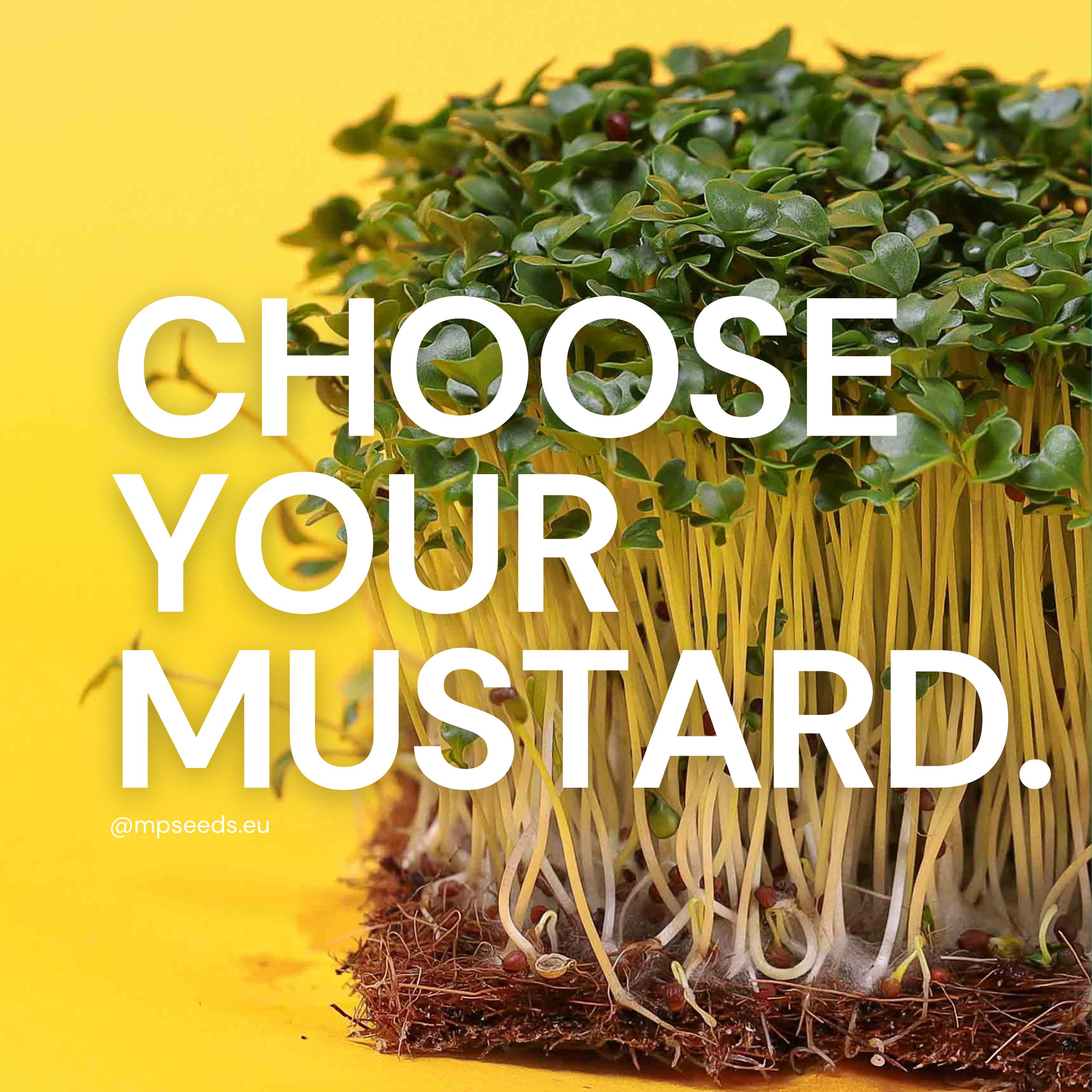 Welche Senfsorte sollten Sie anbauen? Vergleich von Microgreens nach Geschmack, Farbe und Wachstumsgeschwindigkeit