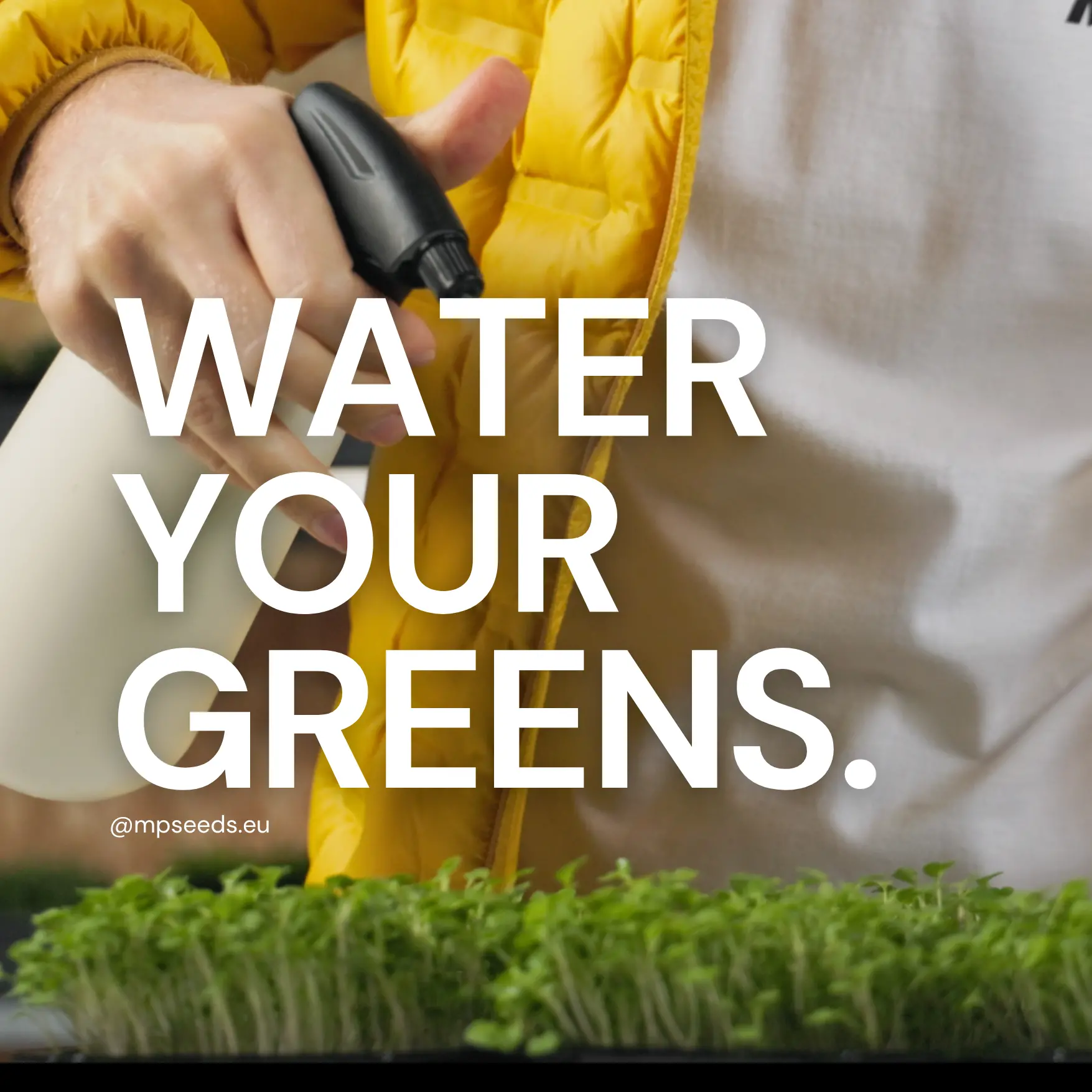 Wie bewässert man Microgreens richtig für ein gesundes Wachstum?