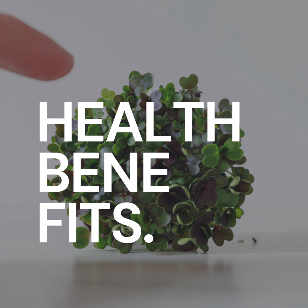 Wie gesund sind Microgreens wirklich?