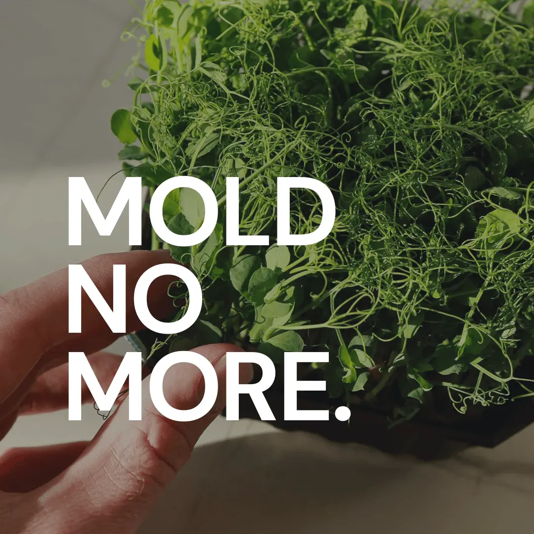 Verhinderung von Schimmelbildung in Microgreens: Umfangreicher Ratgeber mit Tipps und Tricks